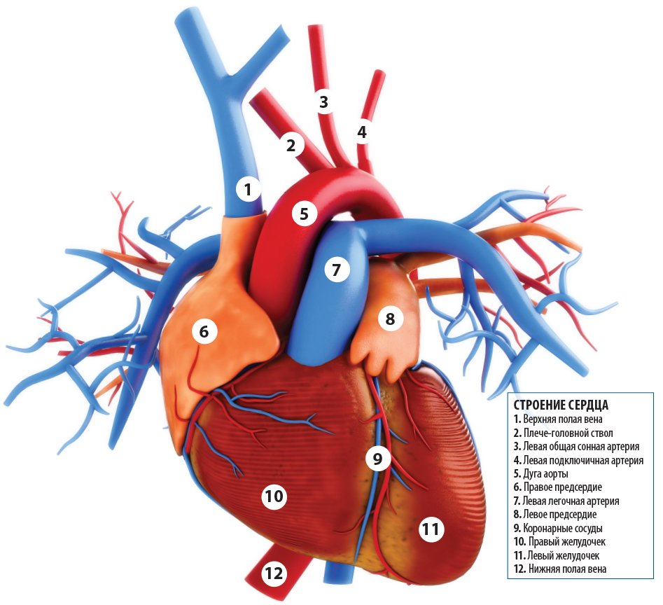 Orthomol Cardio — сильное сердце